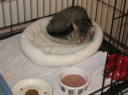 abandonecat1.jpg
