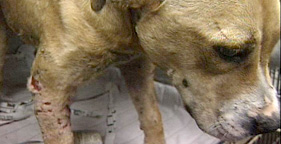 coranimalrescue.jpg